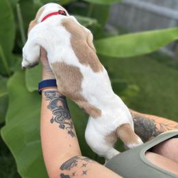 Basset Hound Puppies from Breeze Basset Hounds