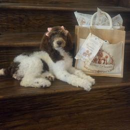 Lady Pawnelope Mouchete Pupperton - Parti female Poodle puppy in Midlothian, Texas from Pristine Puppies & Signature Studs