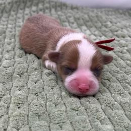 Strawberry (sable bluie fluffy) - Sable female Pembroke Welsh Corgi puppy in Waco, Texas from The Comma Corgis