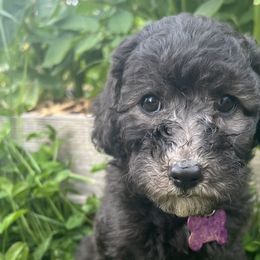 Girl 1 - Bernedoodle puppy in Sandy, Oregon from MC Doodles