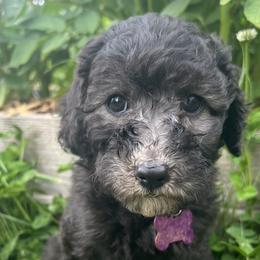 Girl 1 - Bernedoodle puppy in Sandy, Oregon from MC Doodles