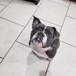 Bulldog All Grown Up from Laurie Juneau's Bulldogs