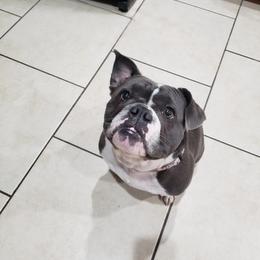 Bulldog All Grown Up from Laurie Juneau's Bulldogs