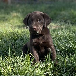 Boy 5 - male Labrador Retriever puppy in Winnemucca, Nevada from Oakley's Mountain View Kennel