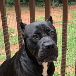 Elvira - Cane Corso