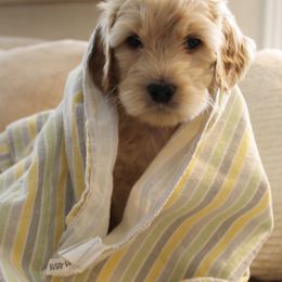 Labradoodles from Valley Vineyard Labradoodles