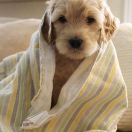 Labradoodles from Valley Vineyard Labradoodles
