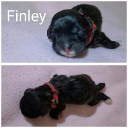 Finley - Brindle female Lhasa Apso puppy in Cincinnati, Ohio from Shangri-La Lhasa Apsos