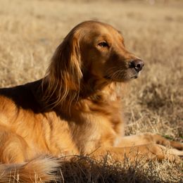 Goldendoodles and Golden Retrievers from Southern Golden Beauties