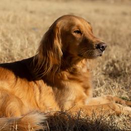 Goldendoodles and Golden Retrievers from Southern Golden Beauties