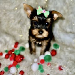 Baby Boy - Blue and gold male Yorkshire Terrier puppy in Darrington, Washington from Seven Cedars Yorkies