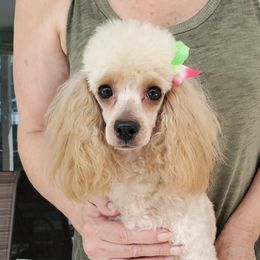 Echo - Poodle