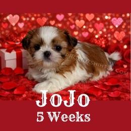Jojo - Gold and white female Shih Tzu puppy in Hayden, Idaho from Phoenix Shih Tzu