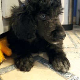 Australian Labradoodle and Poodle Puppies from Oodles of Doodles and some Poodles