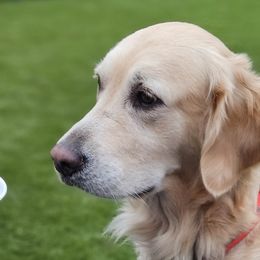 Bayleigh Mae - Golden Retriever