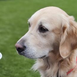 Bayleigh Mae - Golden Retriever
