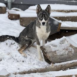 Wiconi - Native American Indian Dog