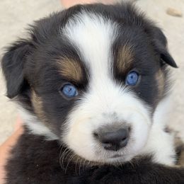 Australian Shepherd, Miniature American Shepherd, Miniature Australian Shepherd, and Toy Australian Shepherd Puppies from Painted Blue Aussies