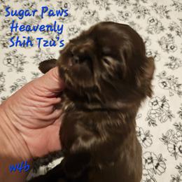 W4B - Chocolate male Shih Tzu puppy in Havelock, North Carolina from Sugar Paws Heavenly Shih Tzu’s