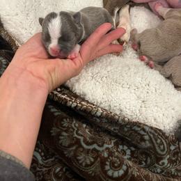 Boy 3 Blue - Blue male Boston Terrier puppy in Coopertown, Tennessee from Toon’s Boston Terriers