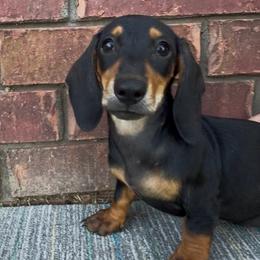 Cally - Black and tan female Dachshund puppy in Keota, Oklahoma from Skyview Doxie Ranch