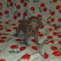 Gidget - Red female Cavapoo puppy in Dewey, Oklahoma from Lebel Cavapoos