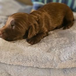 Chocolate male - Chocolate male Dachshund puppy in Trade, Tennessee from TN Miniature Dachshunds & Basset Hounds