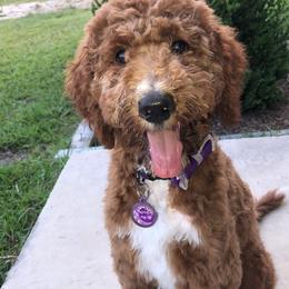 Bernedoodle and Goldendoodle Puppies from Doodling All Day Goldendoodles & Bernedoodles