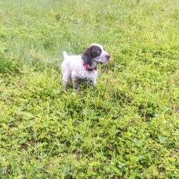 German Shorthaired Pointer Puppies from Redrock German Shorthaired Pointers