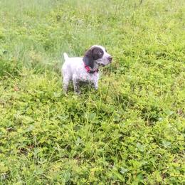 German Shorthaired Pointer Puppies from Redrock German Shorthaired Pointers
