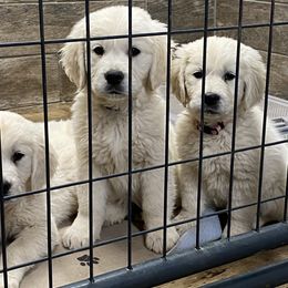 Golden Retriever Puppies from Risa’s Goldens
