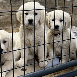 Golden Retriever Puppies from Risa’s Goldens