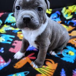 Cub - Blue and white male Staffordshire Bull Terrier puppy in Dallas, Texas from Wild Blue Staffords