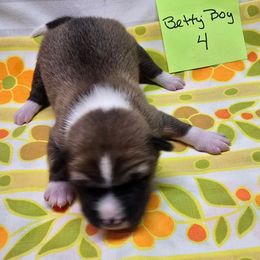 Boy 4 - Red and white male Basenji puppy in Caldwell, Texas from Candyce Witte