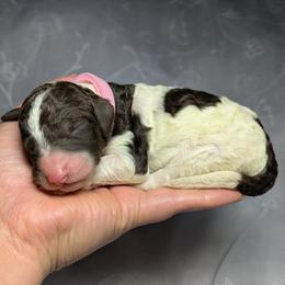 Pink Collar Female - Parti female Poodle puppy in Tehama County, California from Hals Pals K9s