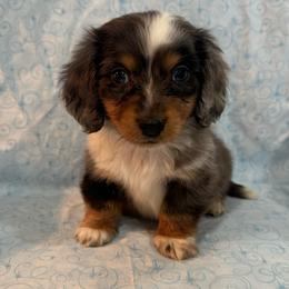 Dapple - Dapple male Dachshund puppy in Galax, Virginia from Dells  Dachshund’s