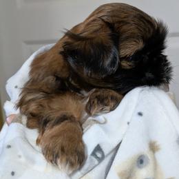 Shih Tzu Puppies from Ming Xing Shih Tzu