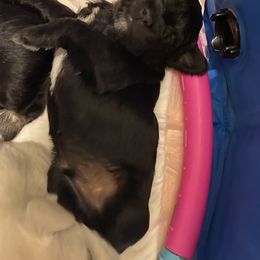 Miniature Schnauzer and Poodle Puppies from Bits & Bytes Farm