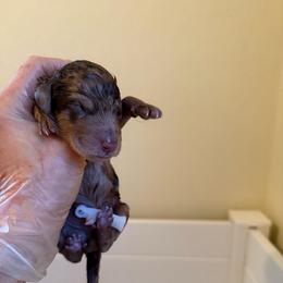 Boy light blue - Chocolate merle male Bernedoodle puppy in Bend, Oregon from Bella Ridge Farms & Dapper Doodles