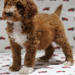 Aussiedoodle Puppies from Vesbach Doodle Valley Farm