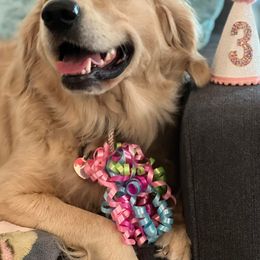 Golden Retrievers from Monica's Golden Retrievers