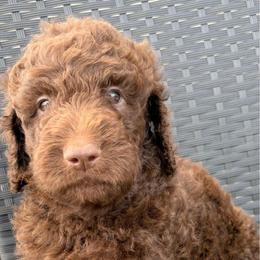 Ziggy - Chocolate male Goldendoodle puppy in Joilet, Montana from L&Z Goldendoodles