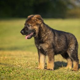 German Shepherd Puppies from Sommerfeld German Shepherds