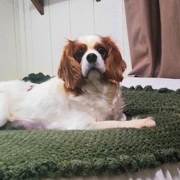 Ella - Cavalier King Charles Spaniel