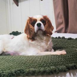 Ella - Cavalier King Charles Spaniel