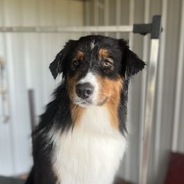 Australian Shepherd All Grown Up from Kade’s Stock Dogs