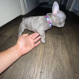 Athena - Blue fawn French Bulldog puppy in Houston, Texas from Blasé French Bulldogs