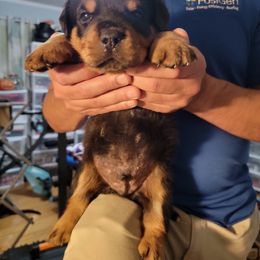 Rottweiler Puppies from Vom Zamozdra Haus Rottweilers