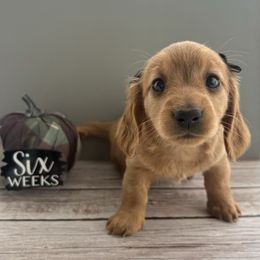 Beignet - AKC - Red female Dachshund puppy in Miami, Florida from Oscar's Dachshunds