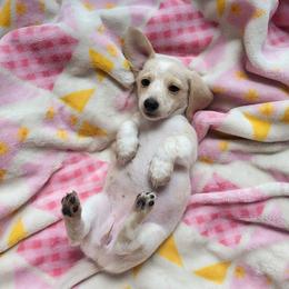 Ivory - Piebald female Dachshund puppy in Geneva, Florida from TGIF Doxies